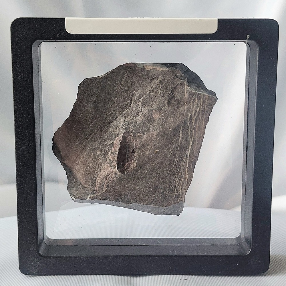 Unique Rare Carboniferous‎ Coal Era Fossil From World Famous Union Chaple Mines